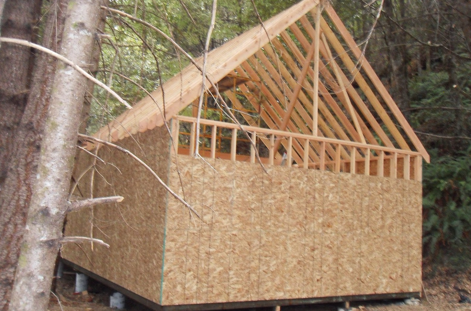 Cabin-framing & OSB plywood